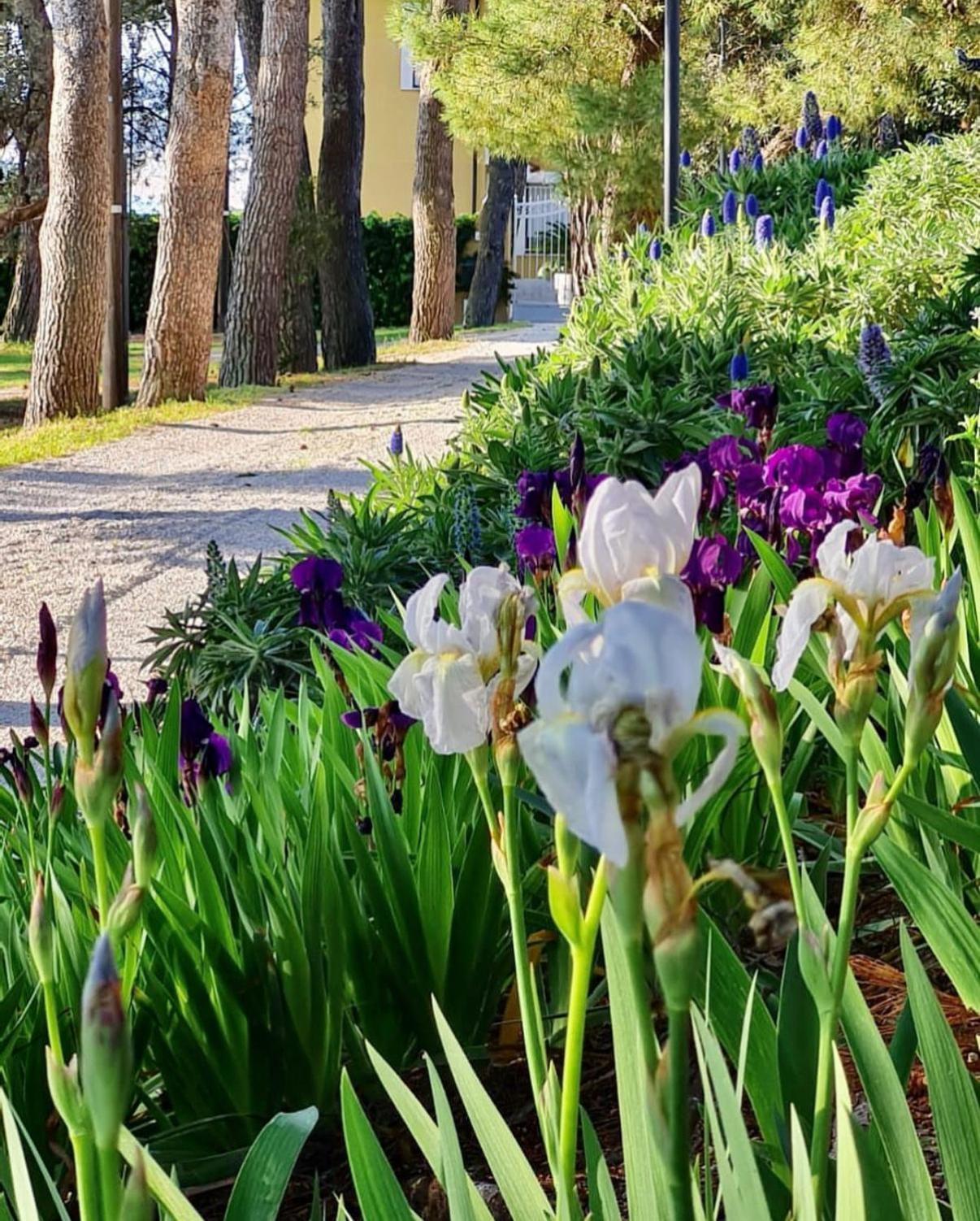 Bed and Breakfast Tra Gli Alberi E Il Mare Sirolo Zewnętrze zdjęcie
